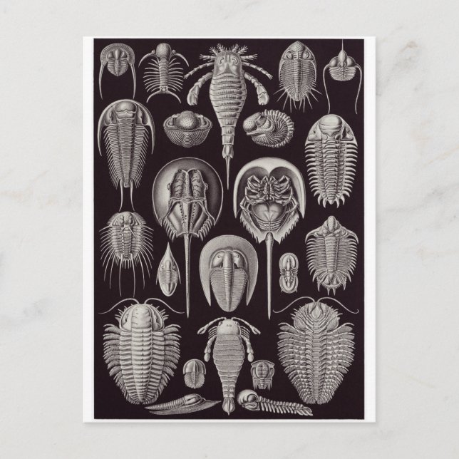 Ernst Haeckel Art Postcard: Aspidonia Postkarte (Vorderseite)