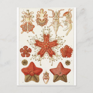 Ernst Haeckel Art Postcard: Asteridea Postkarte
