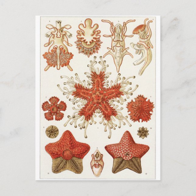 Ernst Haeckel Art Postcard: Asteridea Postkarte (Vorderseite)