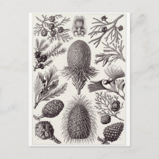 Ernst Haeckel Art Postcard: Coniferae Postkarte