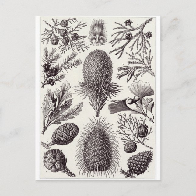 Ernst Haeckel Art Postcard: Coniferae Postkarte (Vorderseite)