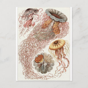 Ernst Haeckel Art Postcard: Discomedusae Postkarte