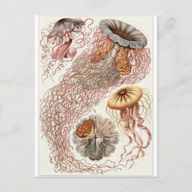 Ernst Haeckel Art Postcard: Discomedusae Postkarte (Vorderseite)