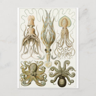 Ernst Haeckel Art Postcard: Gamochonia Postkarte