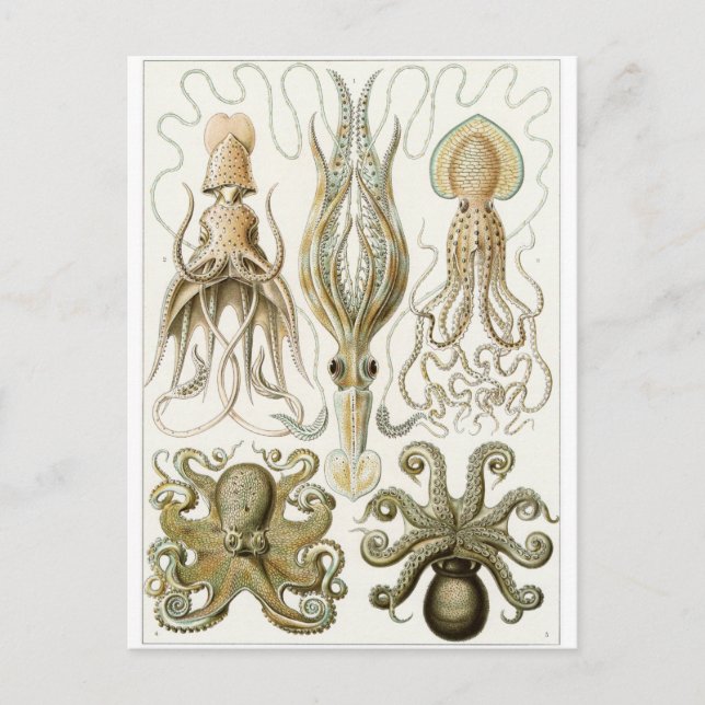 Ernst Haeckel Art Postcard: Gamochonia Postkarte (Vorderseite)