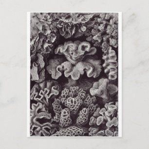 Ernst Haeckel Art Postcard: Hexoralla Postkarte