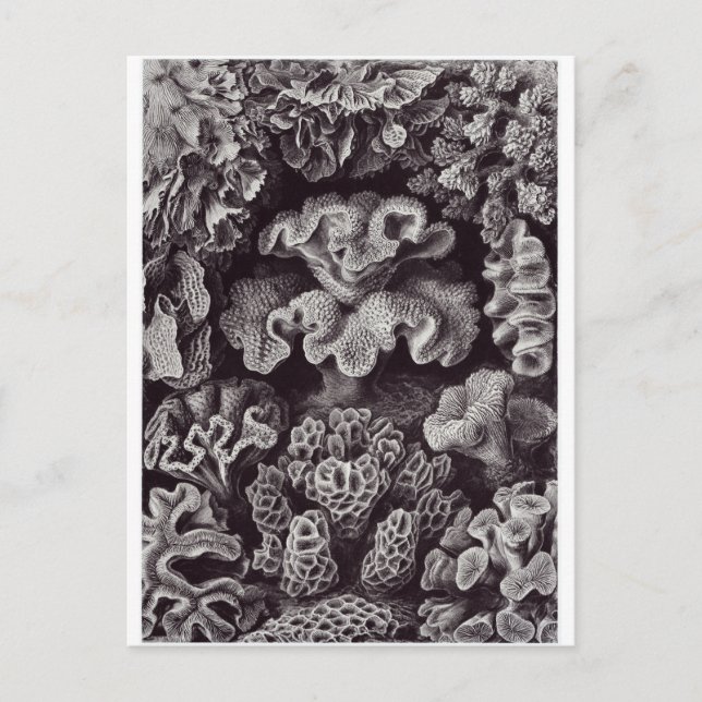 Ernst Haeckel Art Postcard: Hexoralla Postkarte (Vorderseite)