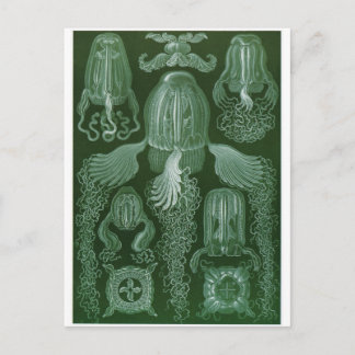 Ernst Haeckel Art Postcard: Kubomedusae Postkarte