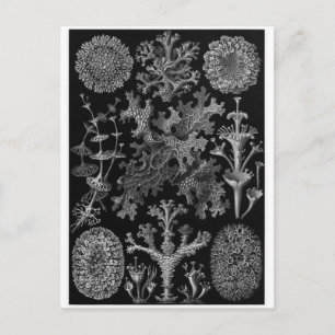 Ernst Haeckel Art Postcard: Lichenes Postkarte