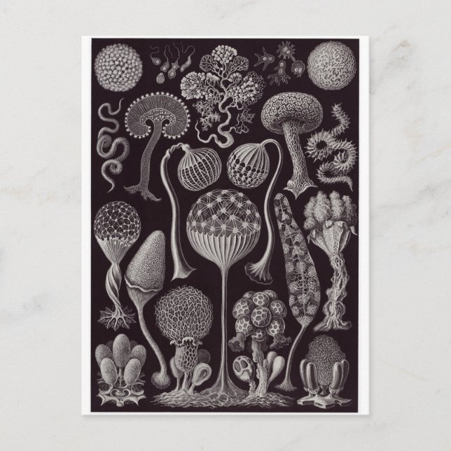 Ernst Haeckel Art Postcard: Mycetozoa Postkarte (Vorderseite)