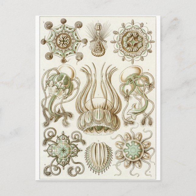 Ernst Haeckel Art Postcard: Narcomedusae Postkarte (Vorderseite)