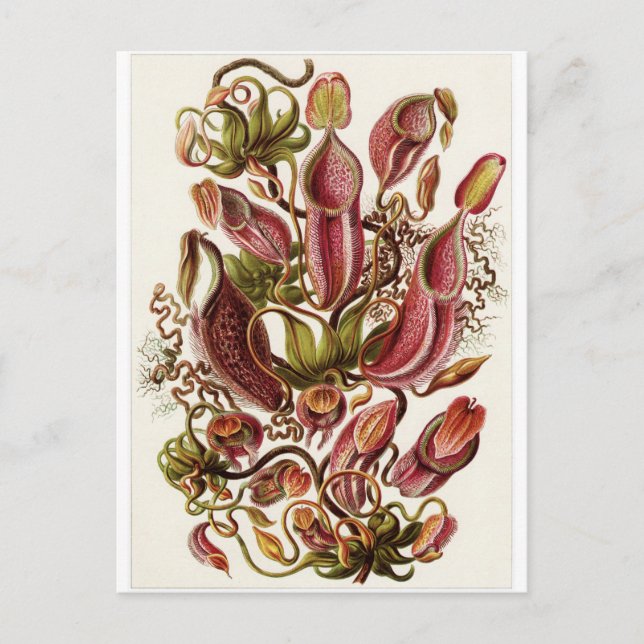 Ernst Haeckel Art Postcard: Nepenthaceae Postkarte (Vorderseite)