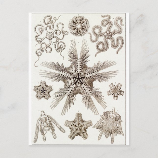 Ernst Haeckel Art Postcard: Ophiodea Postkarte (Vorderseite)