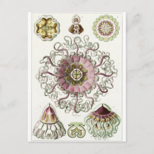 Ernst Haeckel Art Postcard: Peromedusae Postkarte