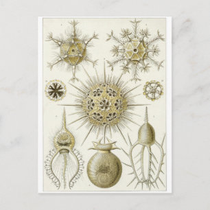 Ernst Haeckel Art Postcard: Phaeodarie Postkarte