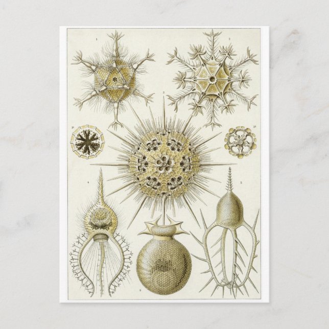 Ernst Haeckel Art Postcard: Phaeodarie Postkarte (Vorderseite)