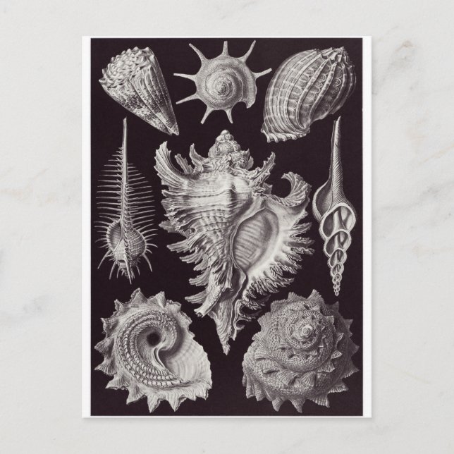 Ernst Haeckel Art Postcard: Prosobranchia Postkarte (Vorderseite)