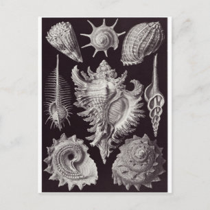 Ernst Haeckel Art Postcard: Prosobranchie Postkarte