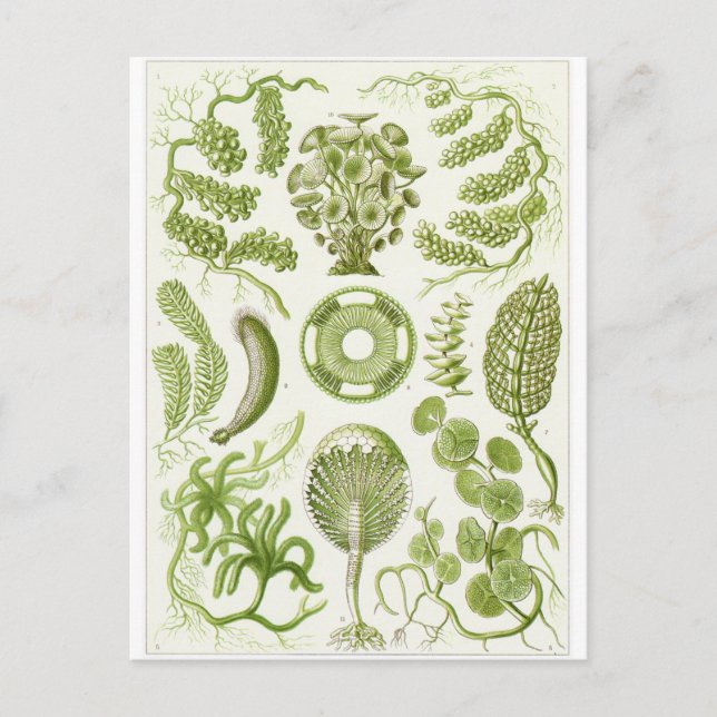 Ernst Haeckel Art Postcard: Siphoneae Postkarte (Vorderseite)
