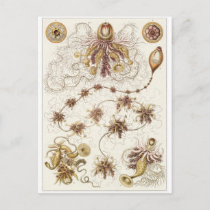Ernst Haeckel Art Postcard: Siphonophorae Postkarte