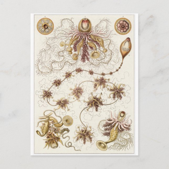 Ernst Haeckel Art Postcard: Siphonophorae Postkarte (Vorderseite)
