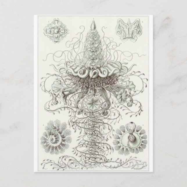 Ernst Haeckel Art Postcard: Siphonophorae Postkarte (Vorderseite)