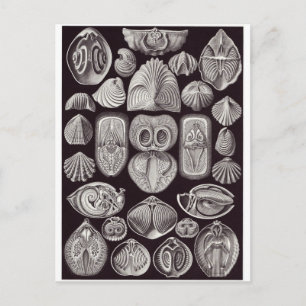 Ernst Haeckel Art Postcard: Spirobranchia Postkarte