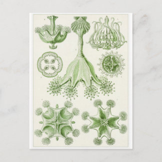 Ernst Haeckel Art Postcard: Stauromedusae Postkarte