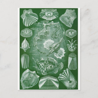 Ernst Haeckel Art Postcard: Teleostei Postkarte