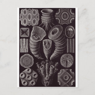 Ernst Haeckel Art Postcard: Tetracoralla Postkarte