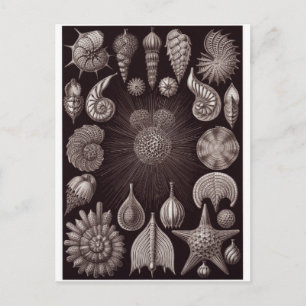 Ernst Haeckel Art Postcard: Thalamphora Postkarte