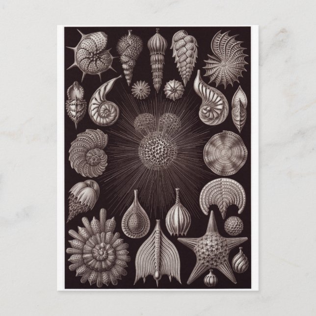 Ernst Haeckel Art Postcard: Thalamphora Postkarte (Vorderseite)