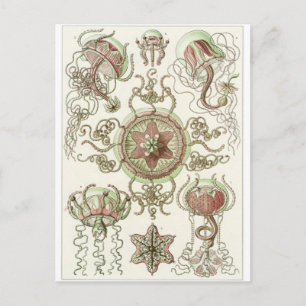 Ernst Haeckel Art Postcard: Trachomedusae Postkarte