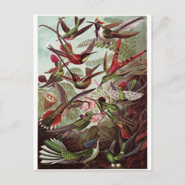 Ernst Haeckel Art Postcard: Trochilidae Postkarte (Vorderseite)