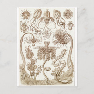 Ernst Haeckel Art Postcard: Tubulariae Postkarte