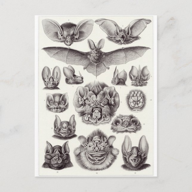 Ernst Haeckel Art Postkarte: Chiroptera Postkarte (Vorderseite)