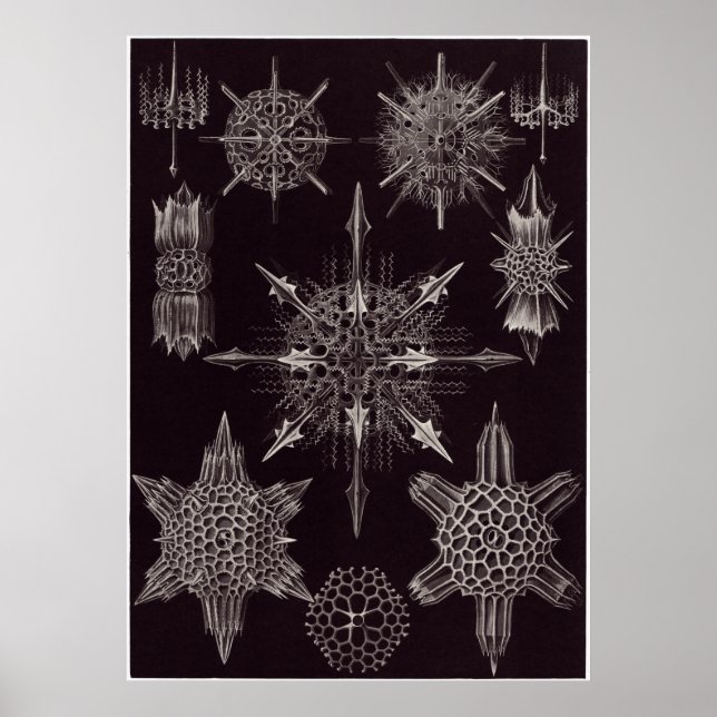 Ernst Haeckel Art Print: Acanthophracta Poster (Vorne)