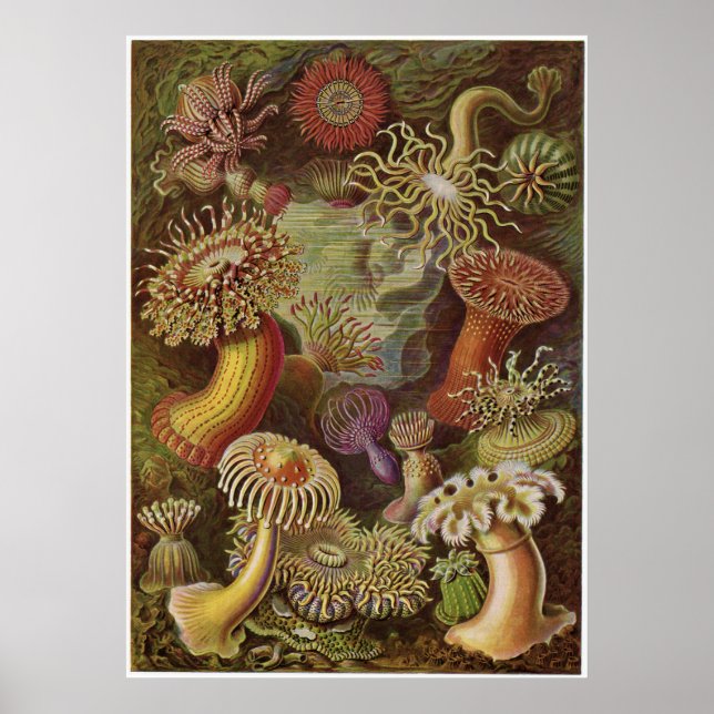 Ernst Haeckel Art Print: Actiniae Poster (Vorne)