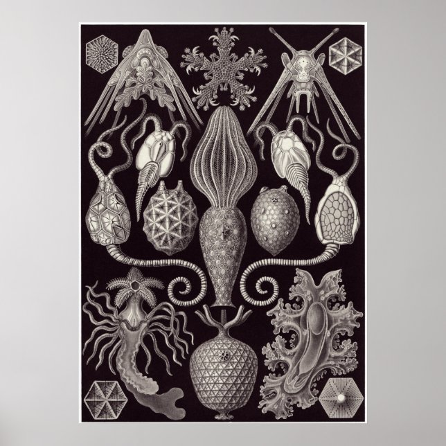 Ernst Haeckel Art Print: Amphoridea Poster (Vorne)