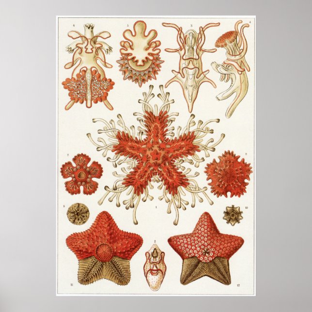 Ernst Haeckel Art Print: Asteridea Poster (Vorne)