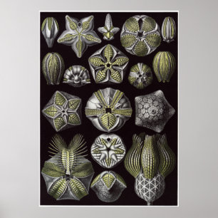 Ernst Haeckel Art Print: Blastoidea Poster
