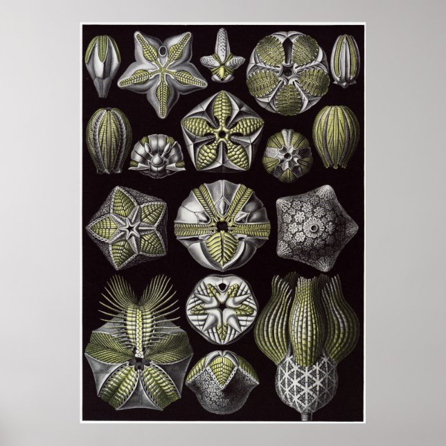 Ernst Haeckel Art Print: Blastoidea Poster (Vorne)