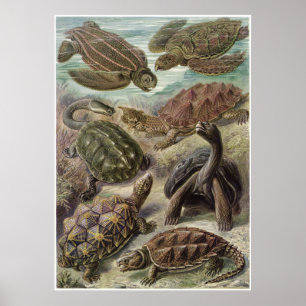 Ernst Haeckel Art Print: Chelonie Poster