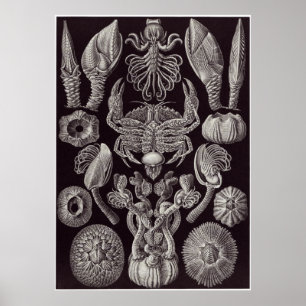 Ernst Haeckel Art Print: Cirripedia Poster