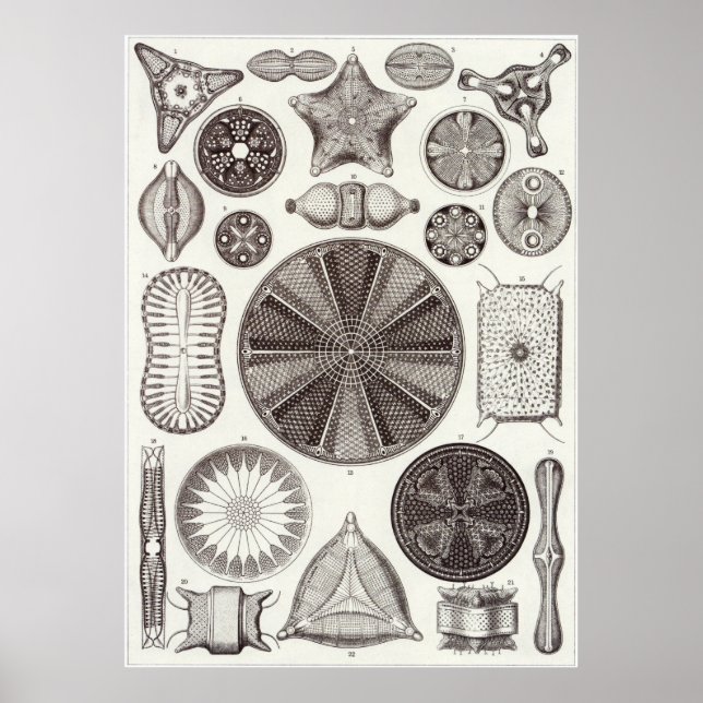 Ernst Haeckel Art Print: Diatomea Poster (Vorne)