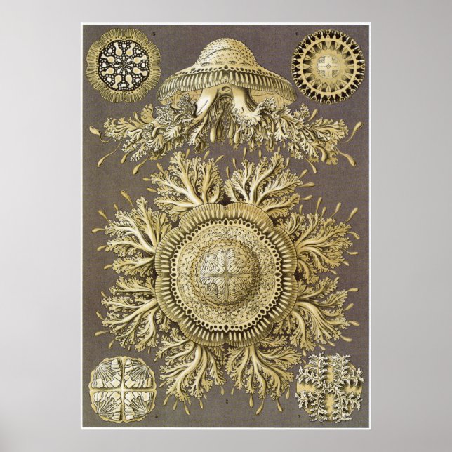Ernst Haeckel Art Print: Discomedusae Poster (Vorne)