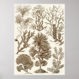 Ernst Haeckel Art Print: Fucoideae Poster