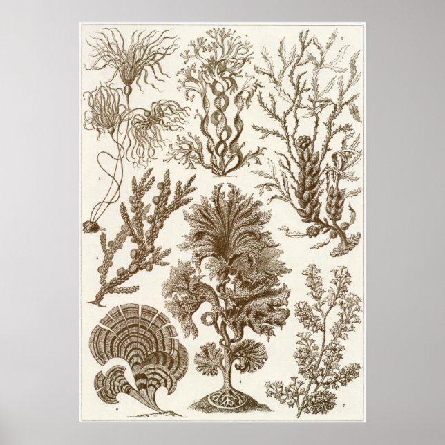 Ernst Haeckel Art Print: Fucoideae Poster (Vorne)