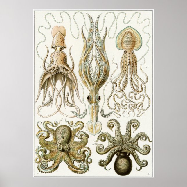 Ernst Haeckel Art Print: Gamochonia Poster (Vorne)