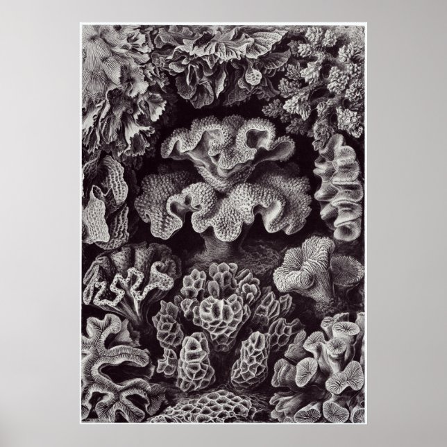 Ernst Haeckel Art Print: Hexoralla Poster (Vorne)